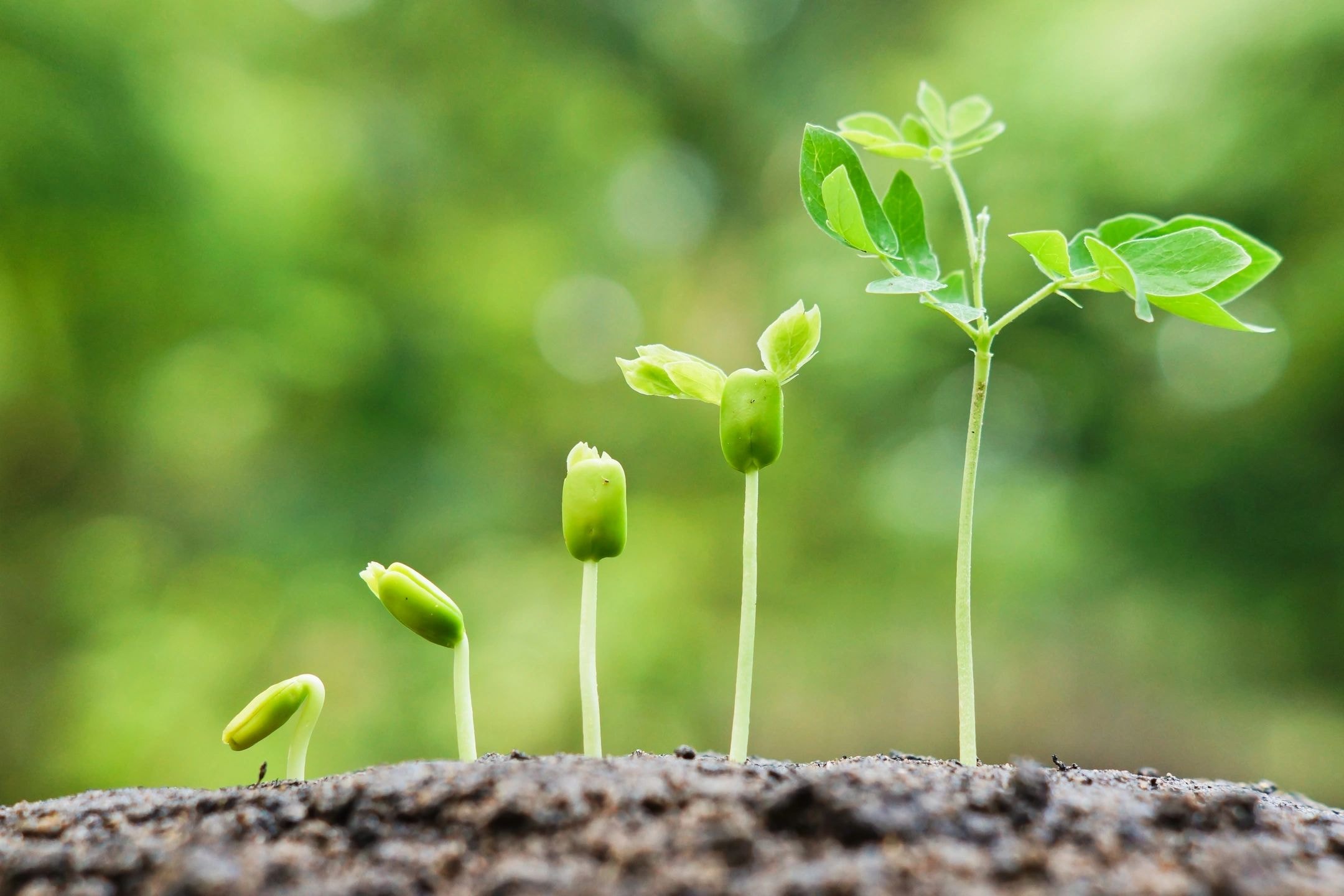Seedlings growing — representing therapeutic growth