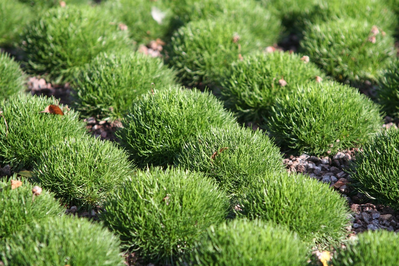 Green succulent plants — representing growth and renewal