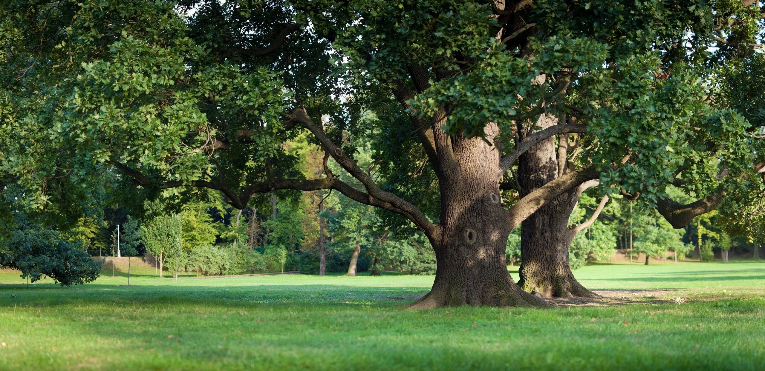 Mature tree in a park — representing strength and resilience